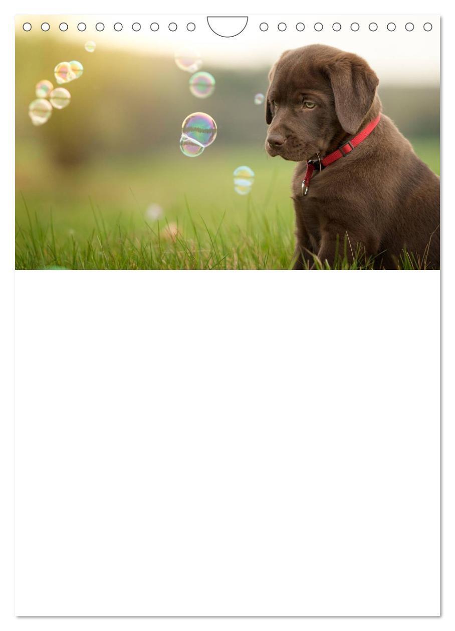 Bild: 9783457010310 | Labrador Welpe - Seelenhund (Wandkalender 2025 DIN A4 hoch),...