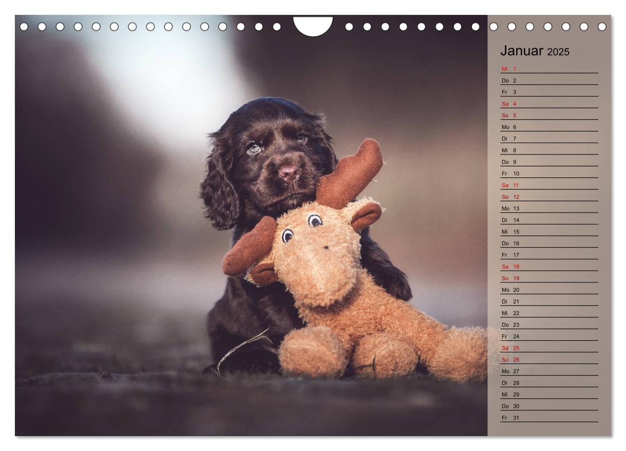 Bild: 9783435330980 | Englische Cocker Spaniel Welpen (Wandkalender 2025 DIN A4 quer),...