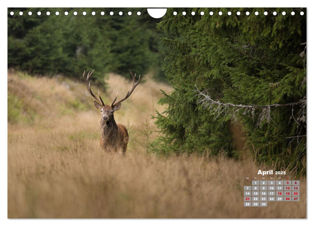 Bild: 9783435004065 | Krafttier Hirsch (Wandkalender 2025 DIN A4 quer), CALVENDO...