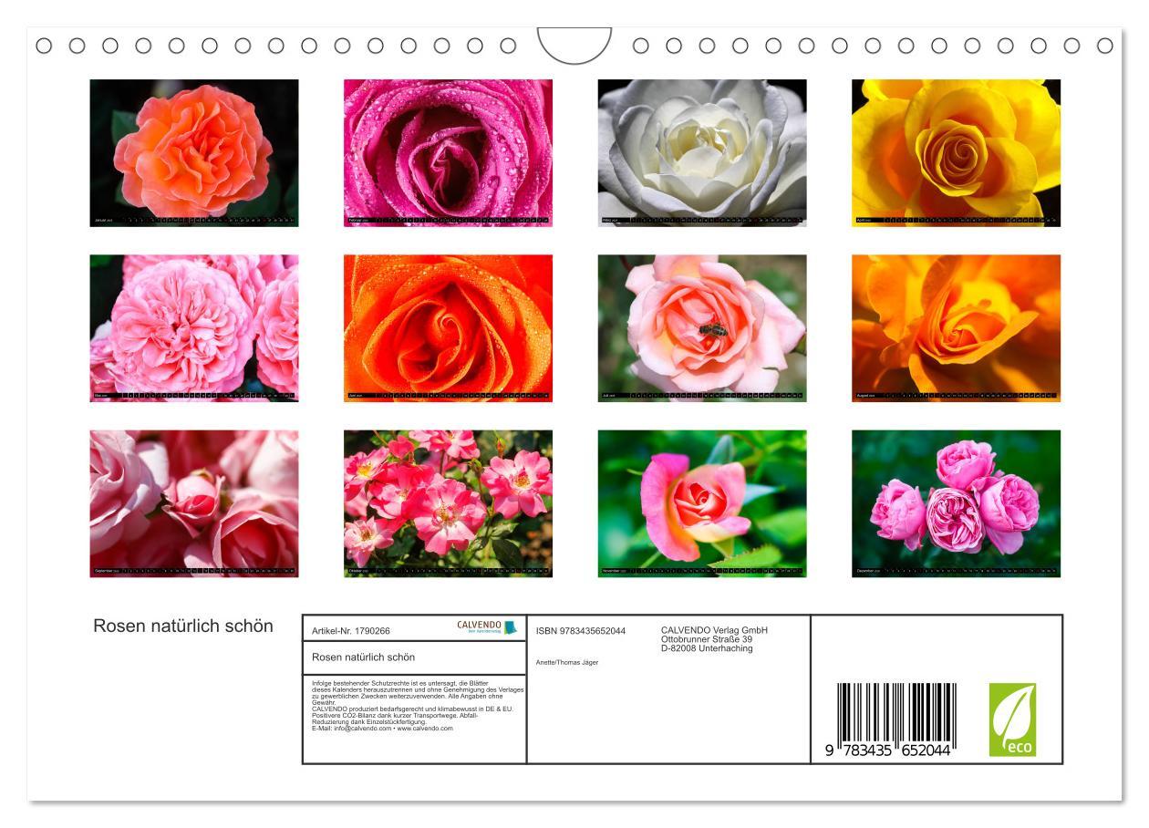 Bild: 9783435652044 | Rosen natürlich schön (Wandkalender 2025 DIN A4 quer), CALVENDO...