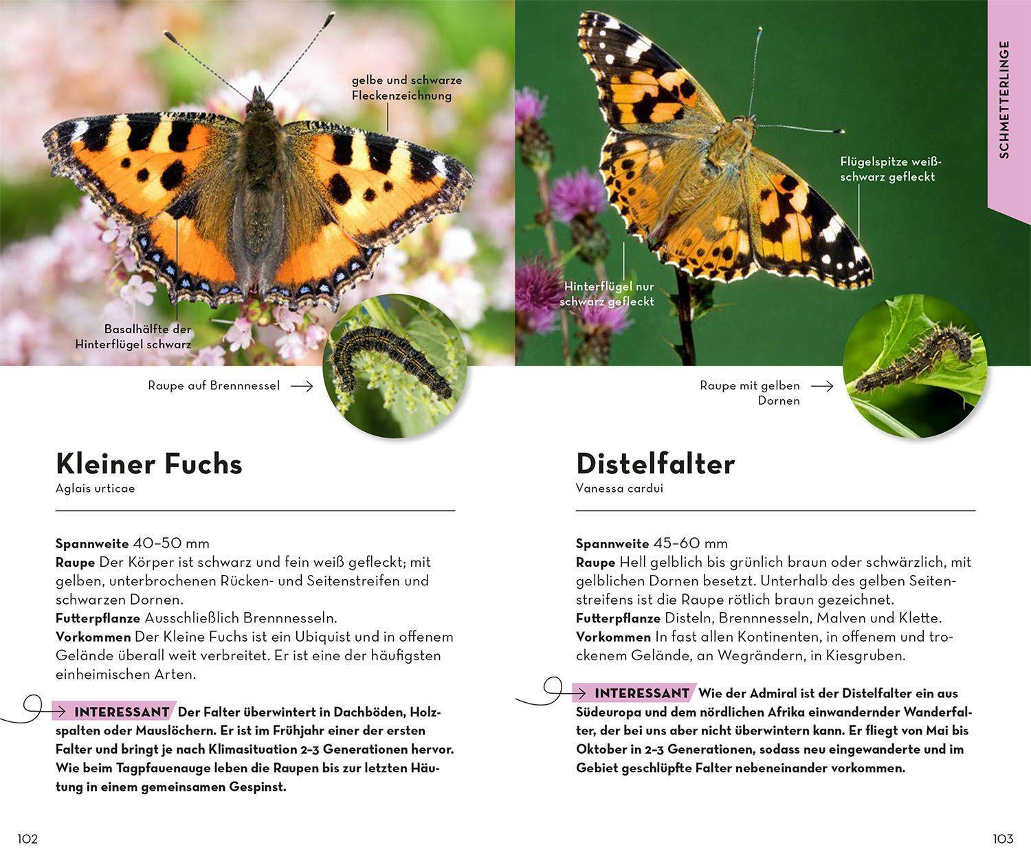 Bild: 9783440173916 | BASIC Insekten | Roland Gerstmeier | Taschenbuch | 128 S. | Deutsch