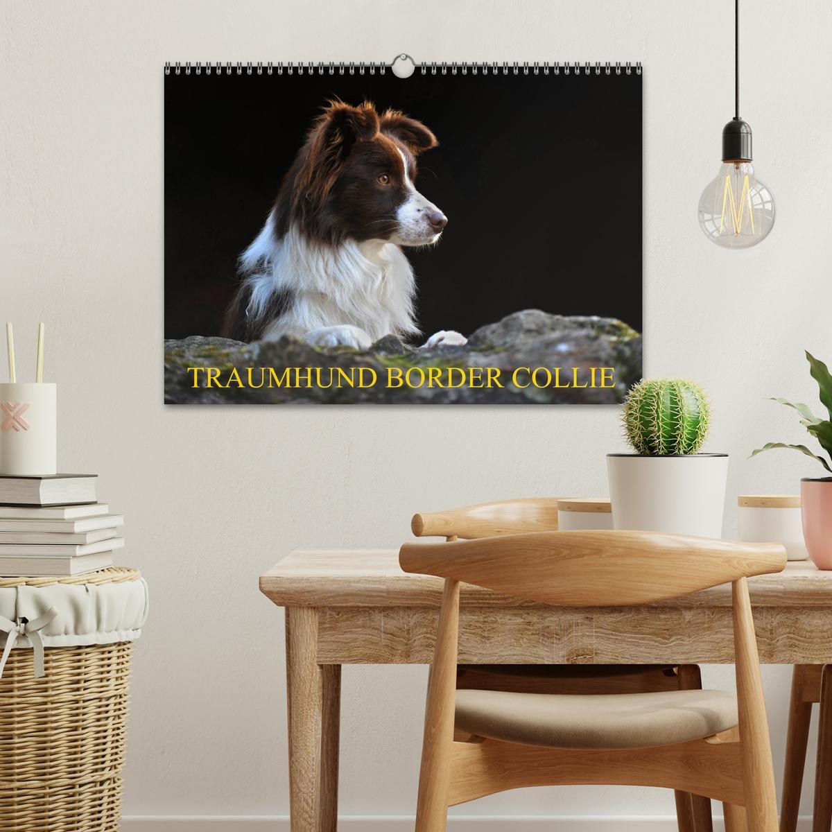 Bild: 9783435256860 | Traumhund Border Collie (Wandkalender 2025 DIN A3 quer), CALVENDO...