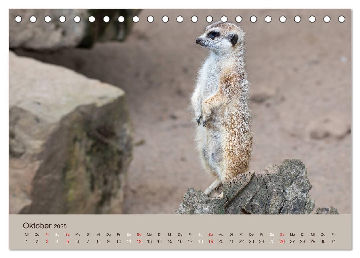 Bild: 9783435210206 | Quirlige Erdmännchen (Tischkalender 2025 DIN A5 quer), CALVENDO...