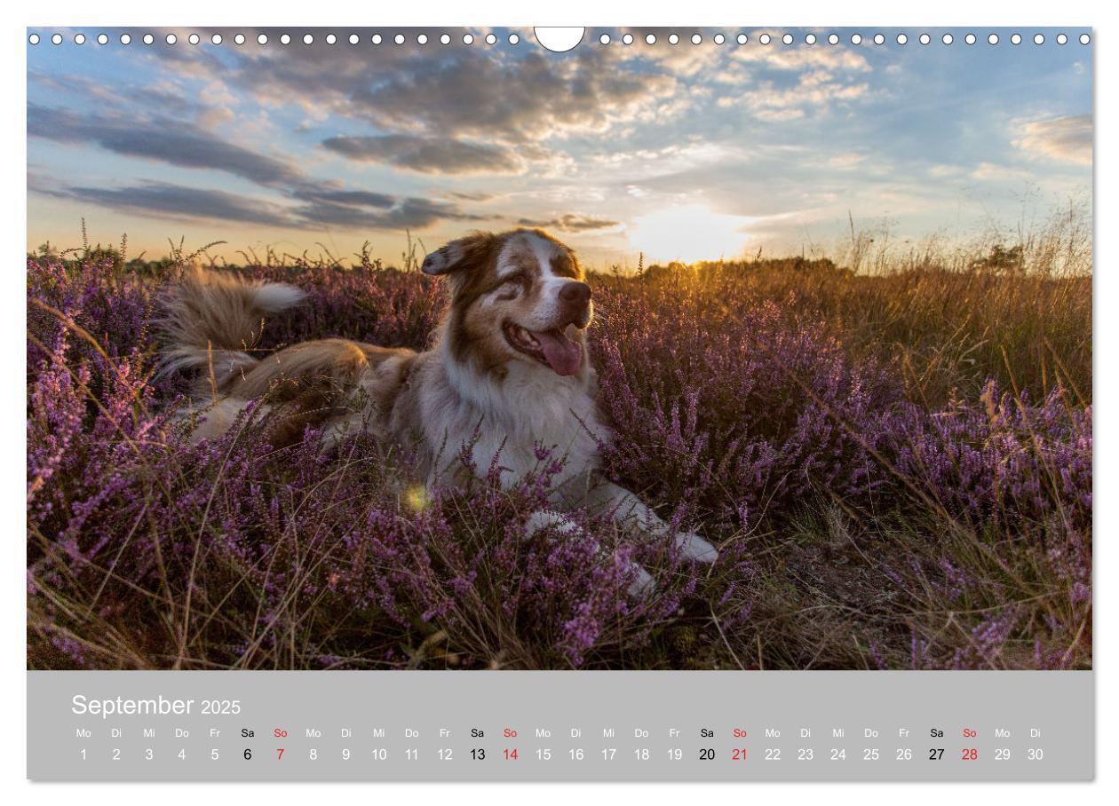 Bild: 9783435672875 | Australian Shepherd 2025 (Wandkalender 2025 DIN A3 quer), CALVENDO...