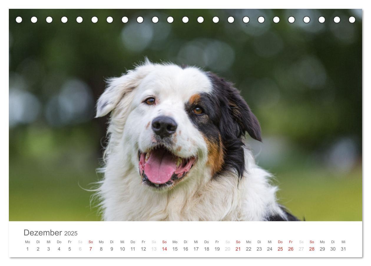 Bild: 9783435671762 | Australian Shepherd 2025 (Tischkalender 2025 DIN A5 quer), CALVENDO...