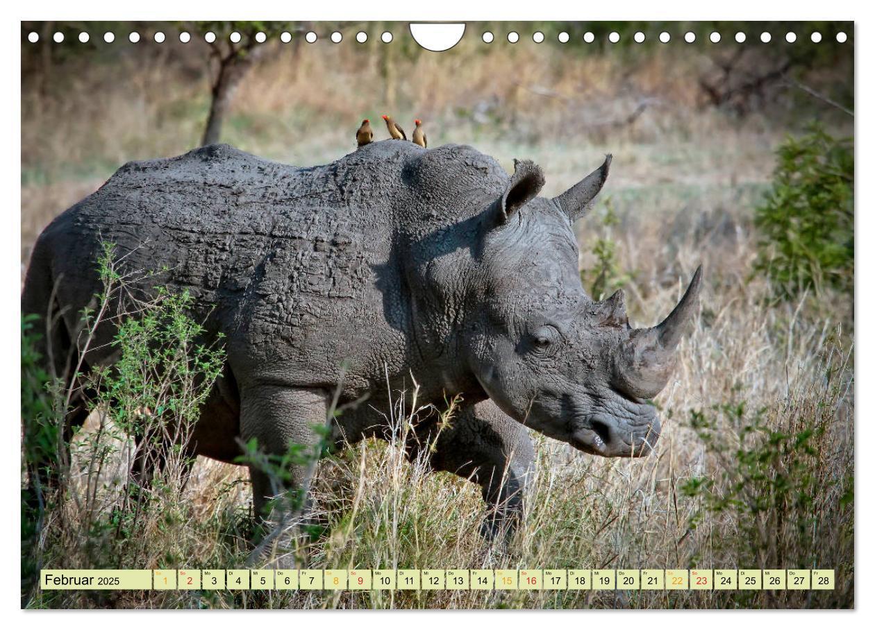 Bild: 9783435371204 | Bedrohte Tierart - Nashorn (Wandkalender 2025 DIN A4 quer),...