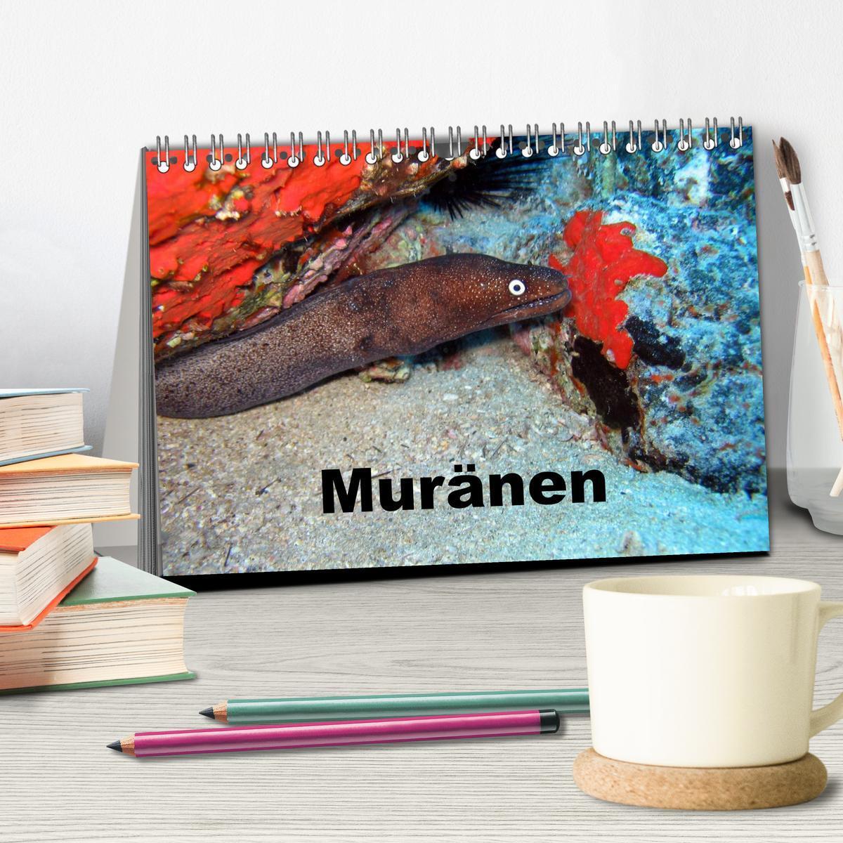 Bild: 9783435748198 | Muränen (Tischkalender 2025 DIN A5 quer), CALVENDO Monatskalender