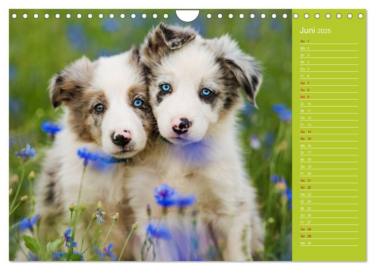 Bild: 9783435442522 | Border Collies - nicht nur schwarzweiß (Wandkalender 2025 DIN A4...