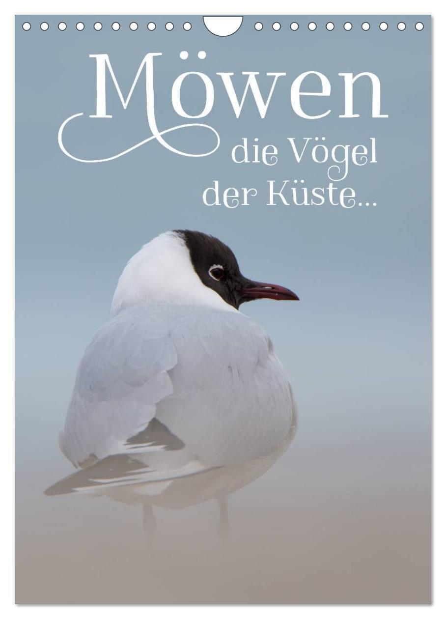 Cover: 9783383255168 | Möwen - die Vögel der Küste (Wandkalender 2024 DIN A4 hoch),...