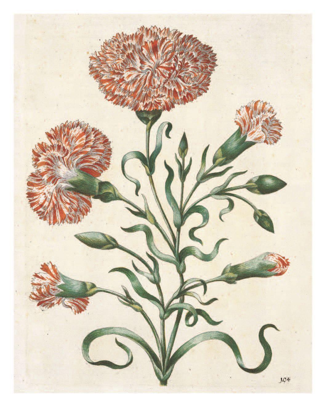 Bild: 9783791386003 | Maria Sibylla Merian: The New Book of Flowers/Neues Blumenbuch | Buch