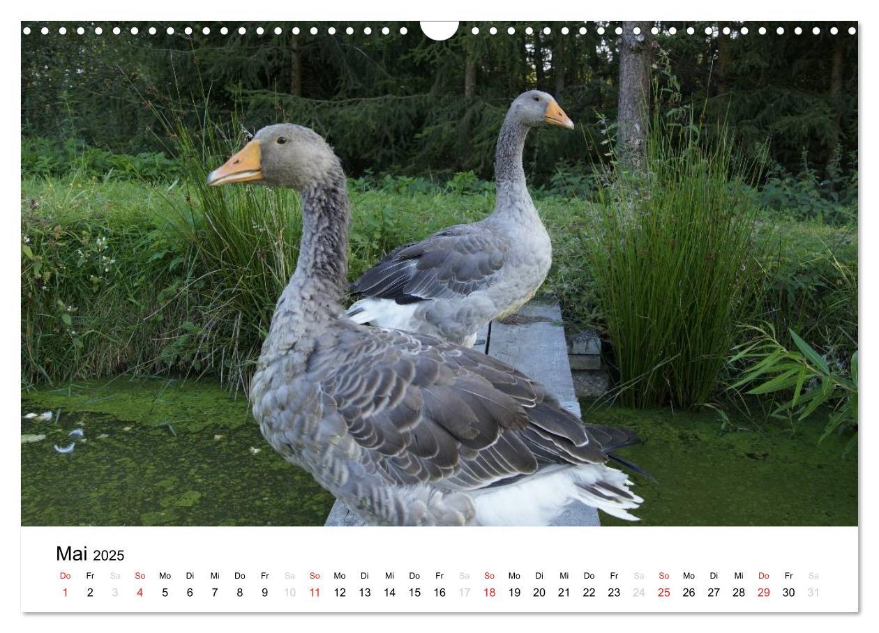 Bild: 9783435663378 | Bauernhoftiere (Wandkalender 2025 DIN A3 quer), CALVENDO...