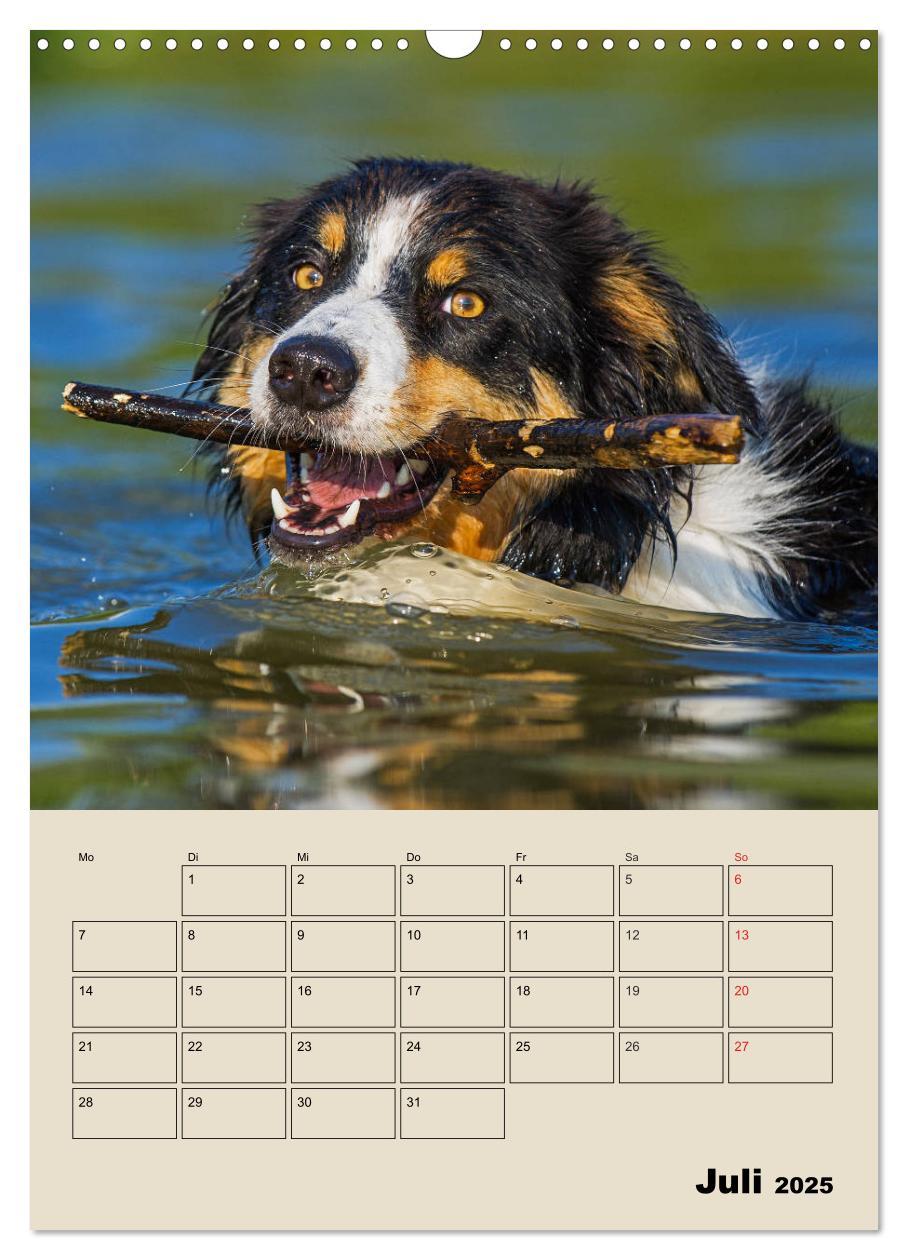 Bild: 9783435959204 | Border Collie - Ein Familienplaner (Wandkalender 2025 DIN A3 hoch),...