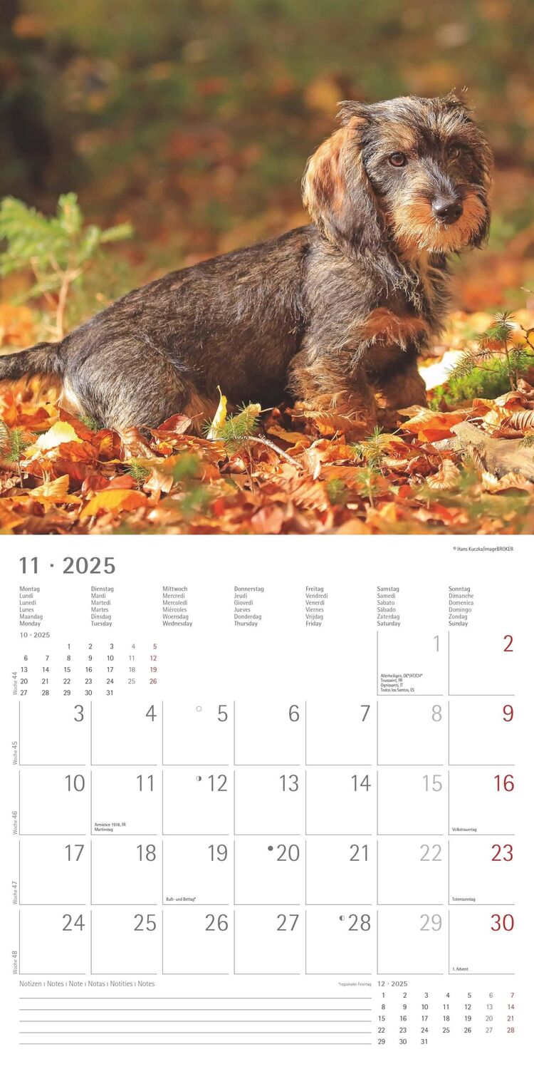 Bild: 4251732343033 | Dackel 2025 - Broschürenkalender 30x30 cm (30x60 geöffnet) -...