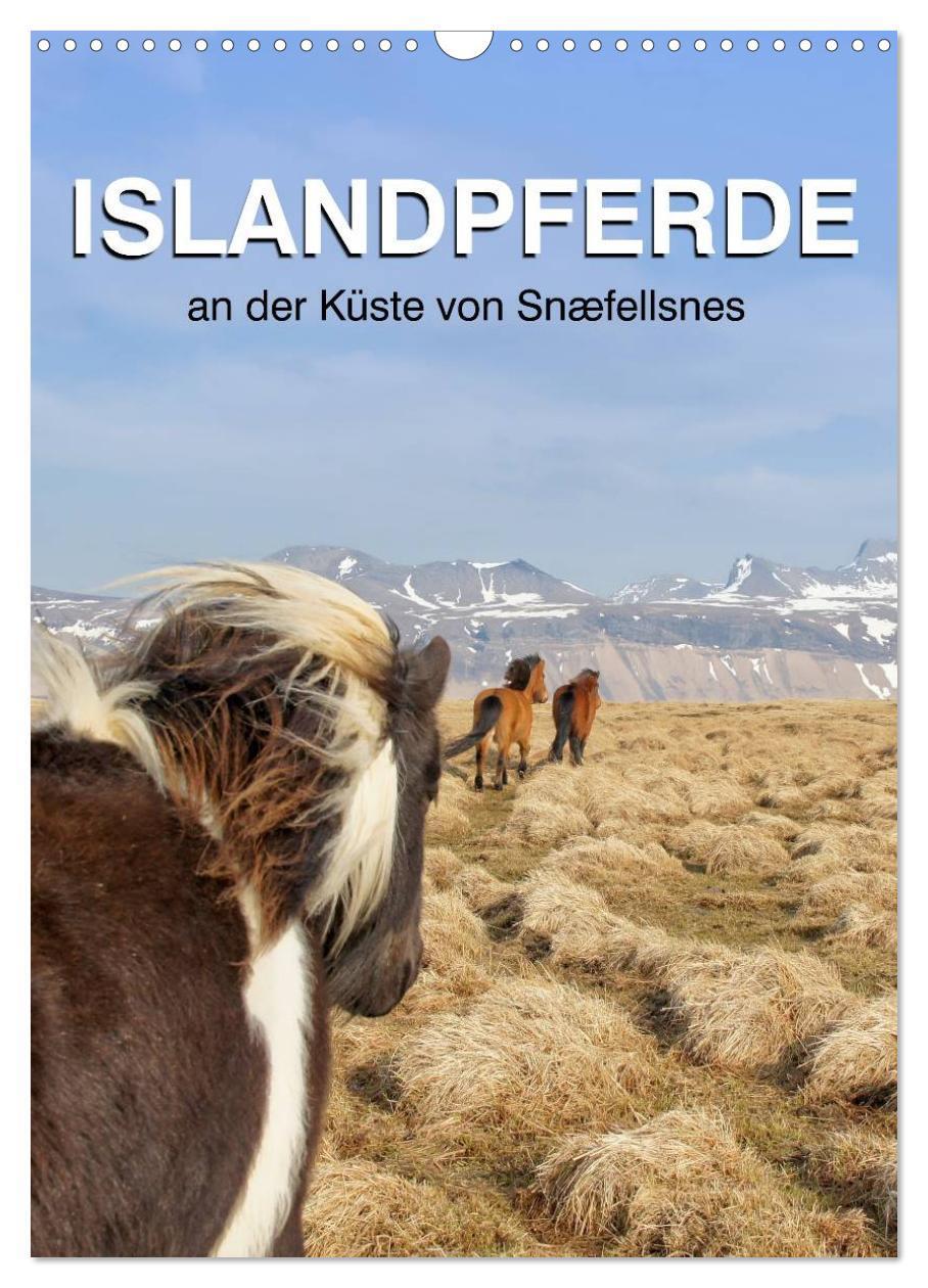 Cover: 9783383437052 | ISLANDPFERDE an der Küste von Snæfellsnes (Wandkalender 2024 DIN A3...