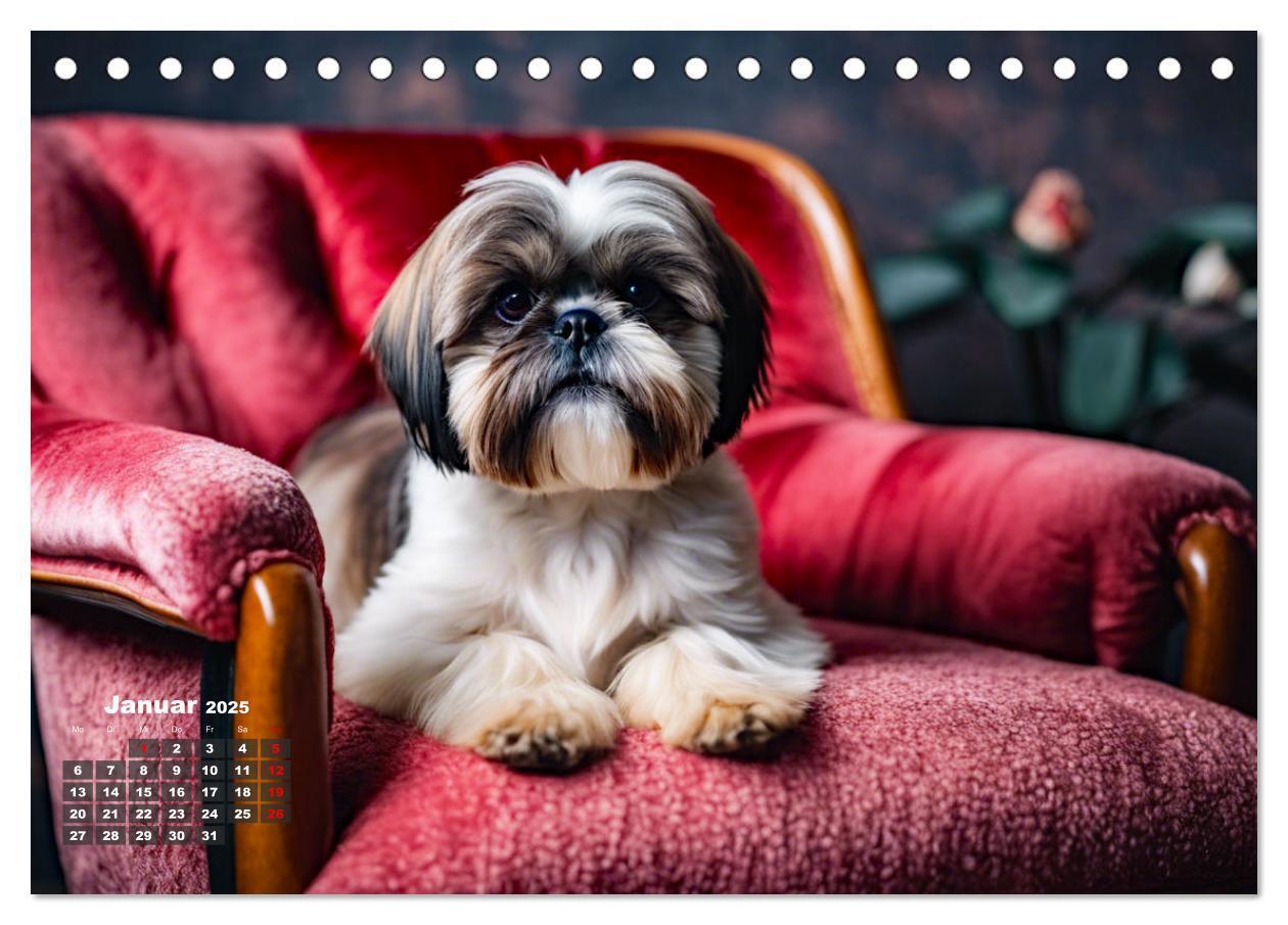 Bild: 9783435647279 | Shih Tzu - der wuschelige Hund aus Tibet (Tischkalender 2025 DIN A5...