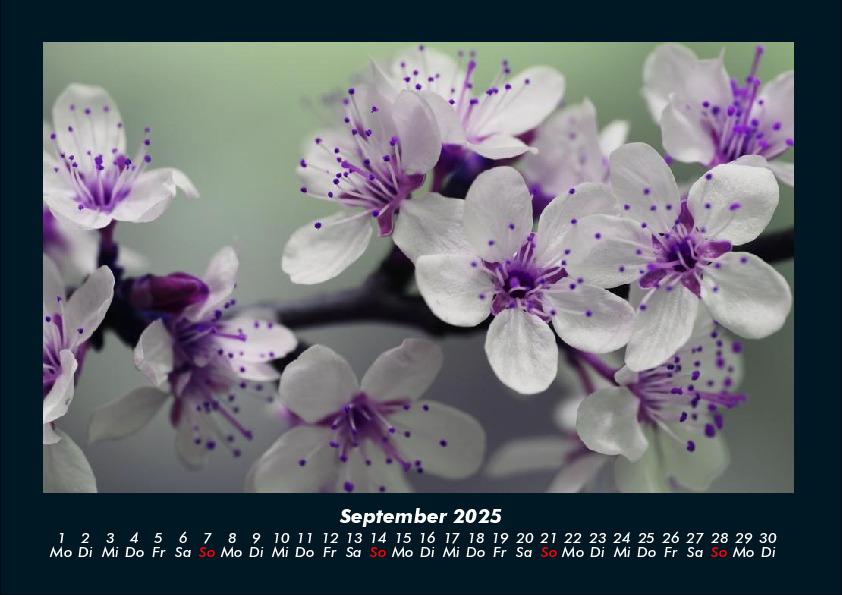 Bild: 9783755989172 | Blumenkalender 2025 Fotokalender DIN A4 | Tobias Becker | Kalender