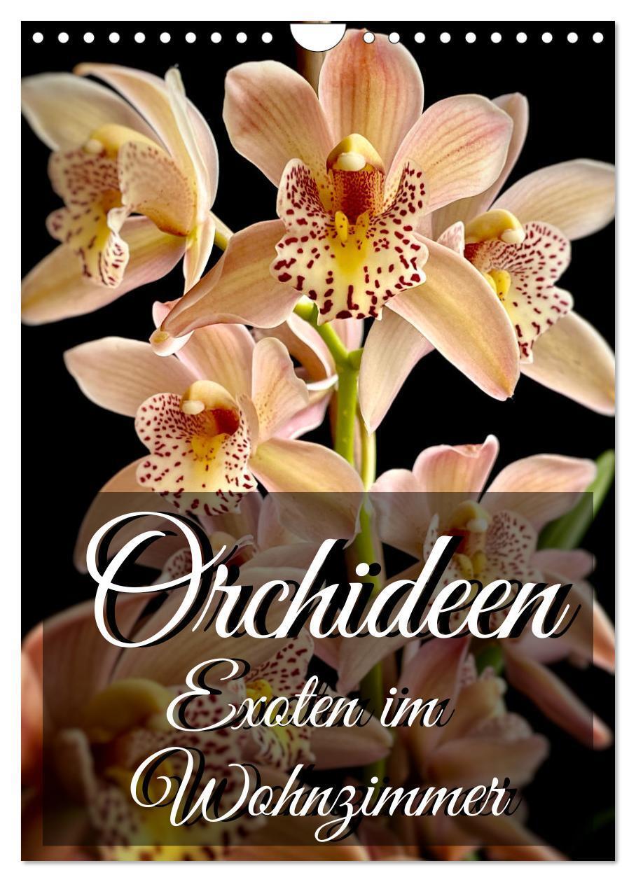 Cover: 9783435881765 | Orchideen - Exoten im Wohnzimmer (Wandkalender 2025 DIN A4 hoch),...