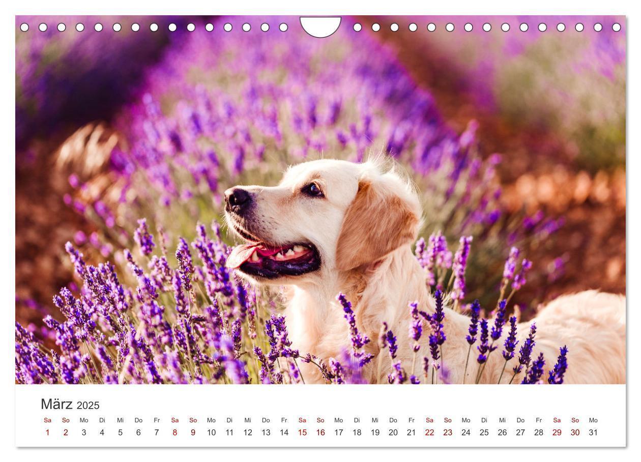 Bild: 9783383942235 | Golden Retriever - Die treuen Begleiter. (Wandkalender 2025 DIN A4...