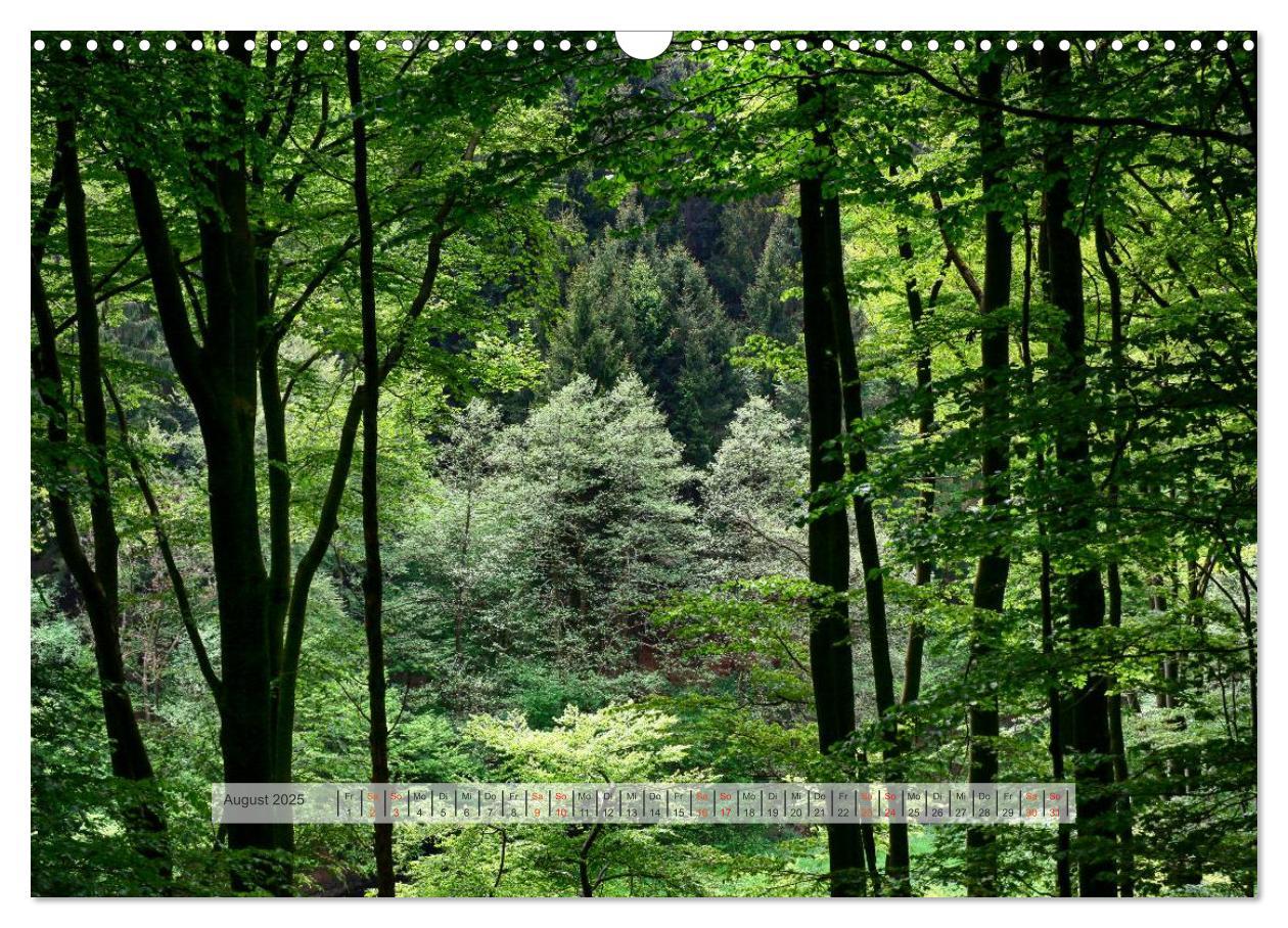 Bild: 9783435460014 | Wald im Bergischen Land 2025 (Wandkalender 2025 DIN A3 quer),...