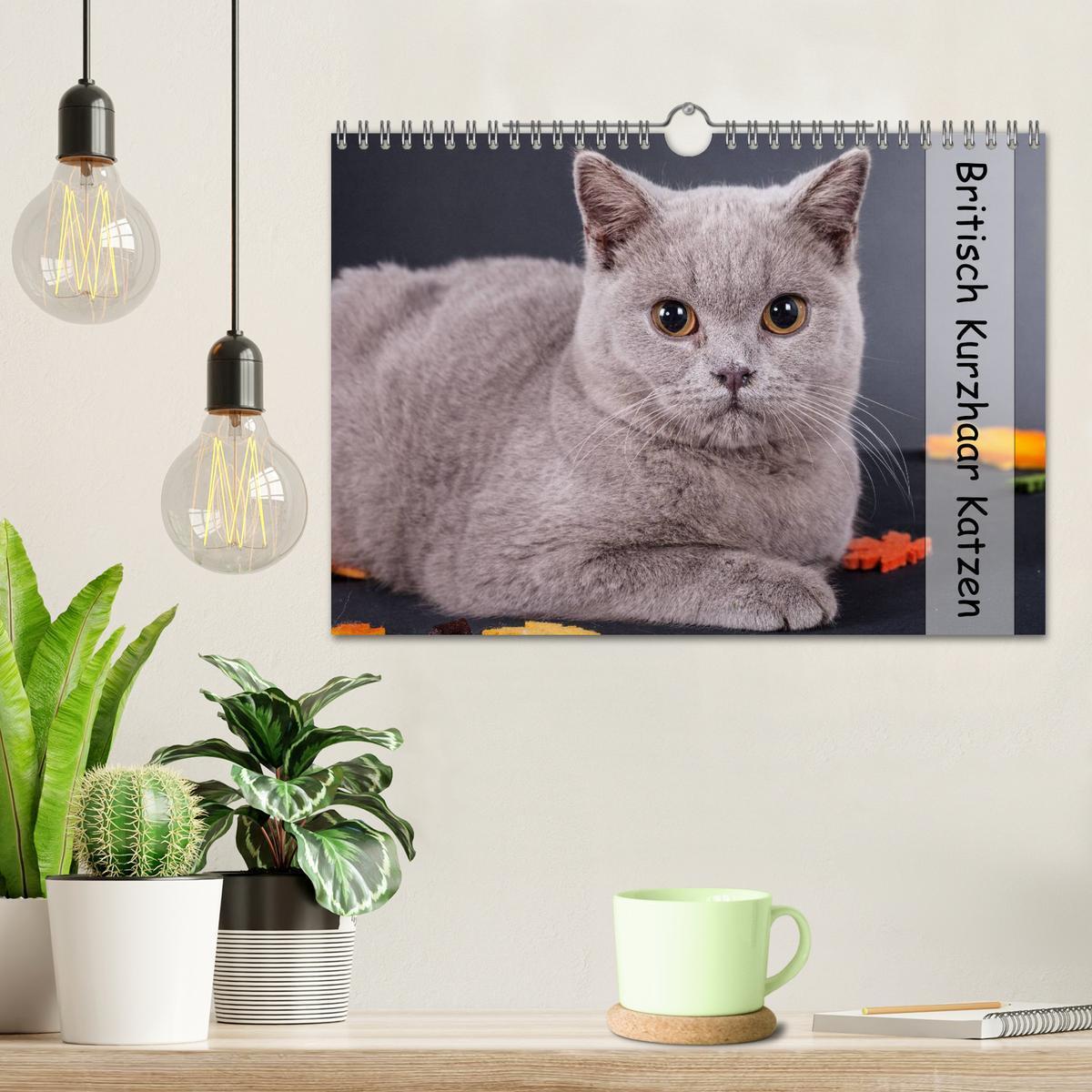 Bild: 9783435773404 | Britisch Kurzhaar Katzen (Wandkalender 2025 DIN A4 quer), CALVENDO...