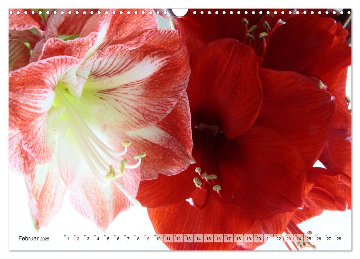 Bild: 9783435382514 | Amaryllis-Blüten (Wandkalender 2025 DIN A3 quer), CALVENDO...