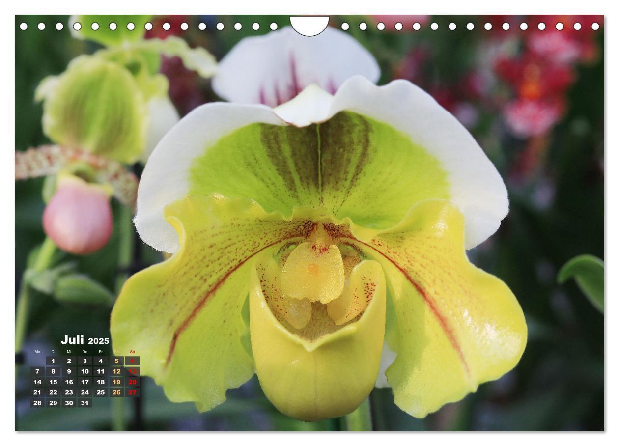 Bild: 9783383778551 | Prächtige Orchideen (Wandkalender 2025 DIN A4 quer), CALVENDO...