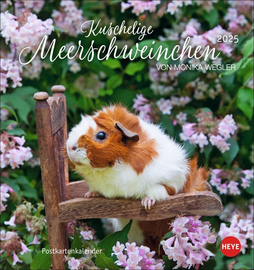 Cover: 9783756407101 | Kuschelige Meerschweinchen Postkartenkalender 2025 | Kalender | 13 S.
