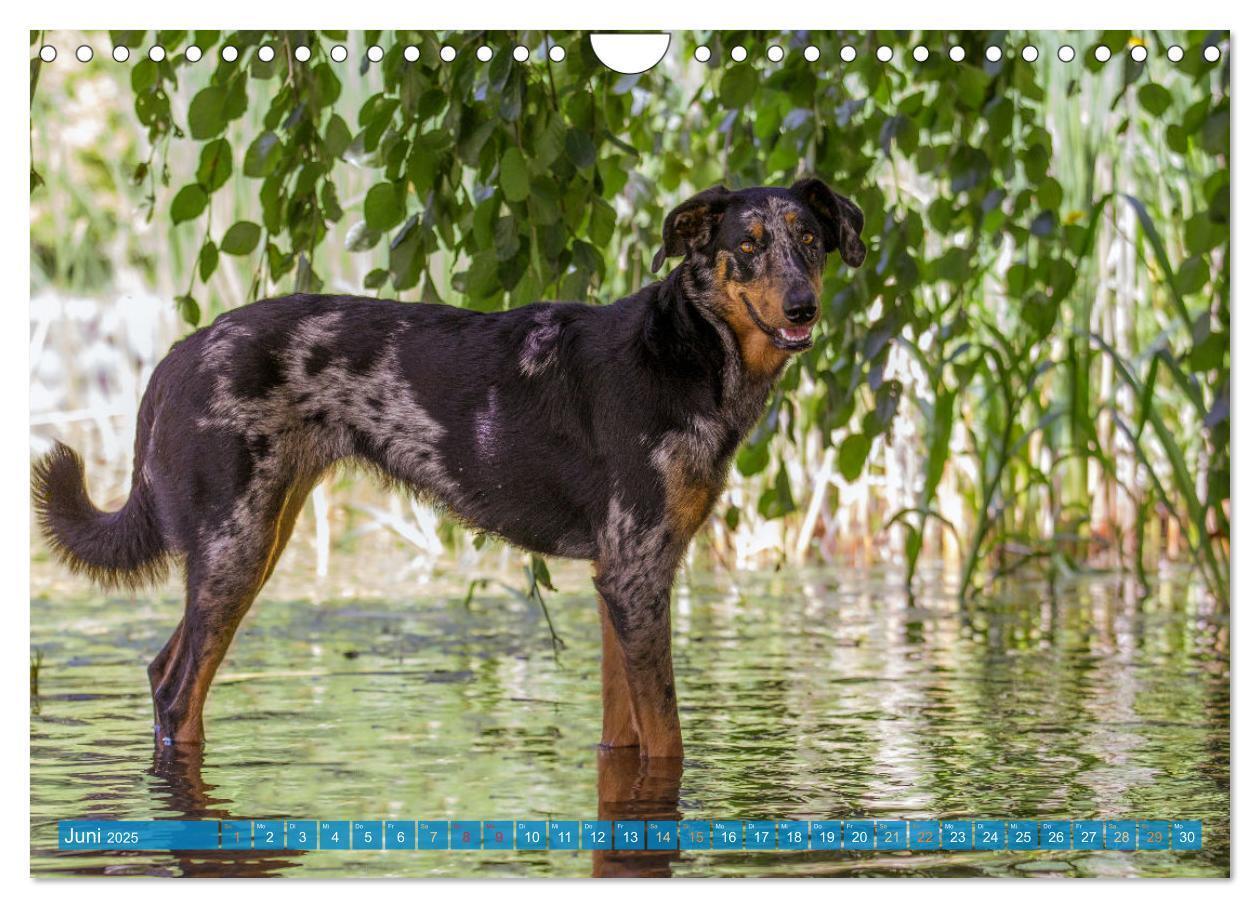 Bild: 9783457197196 | Der Beauceron (Wandkalender 2025 DIN A4 quer), CALVENDO Monatskalender