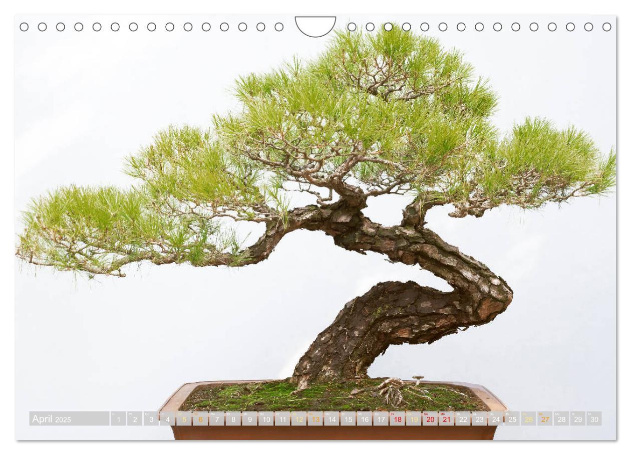 Bild: 9783457198117 | Gartenkunst aus Japan: Bonsai (Wandkalender 2025 DIN A4 quer),...