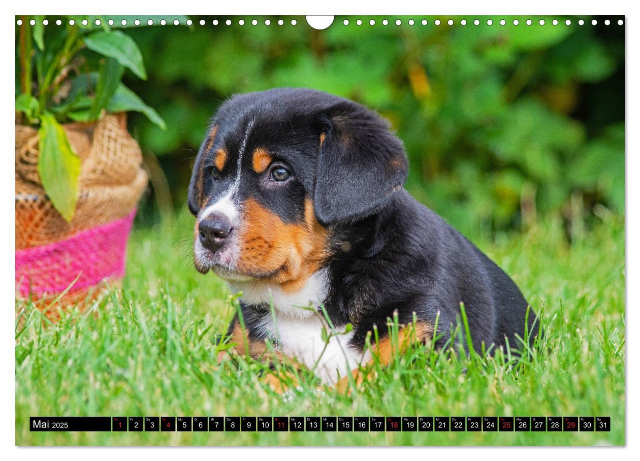 Bild: 9783435209033 | Ein Hund zum Verlieben - Großer Schweizer Sennenhund (Wandkalender...