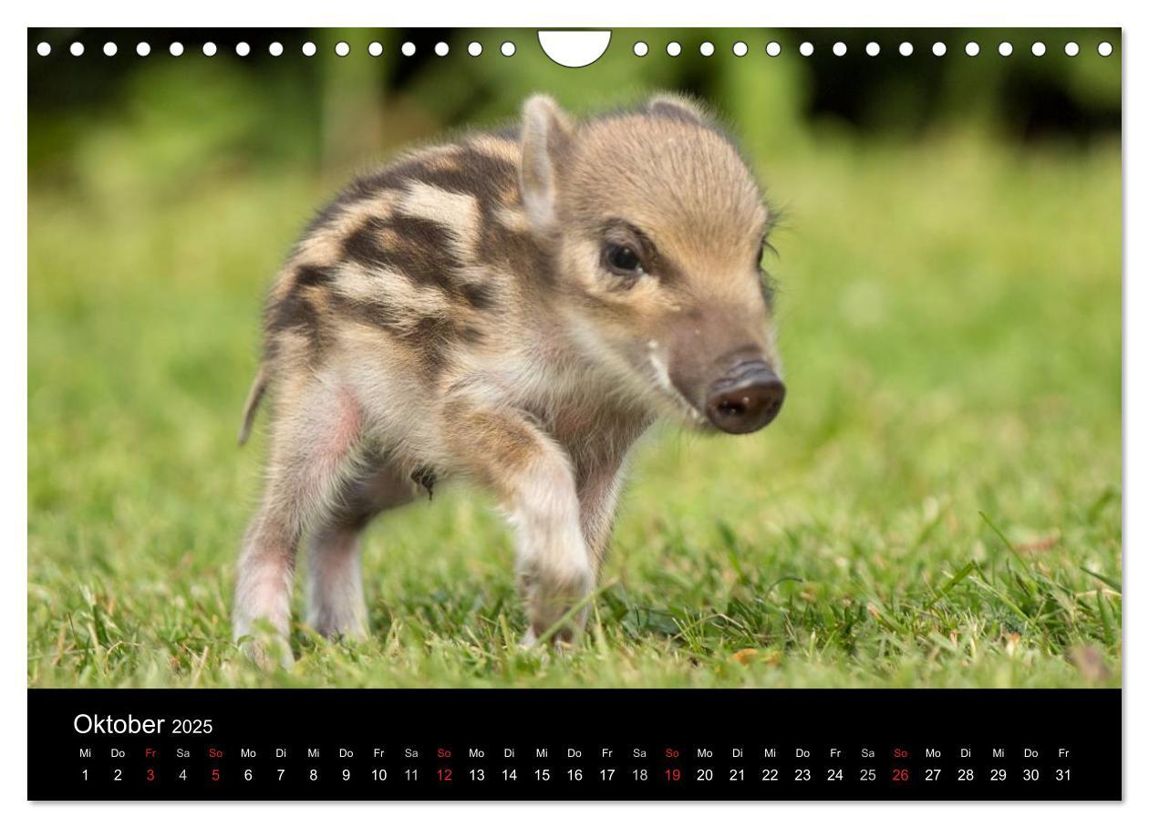 Bild: 9783435537358 | Kleine Schweinereien (Wandkalender 2025 DIN A4 quer), CALVENDO...