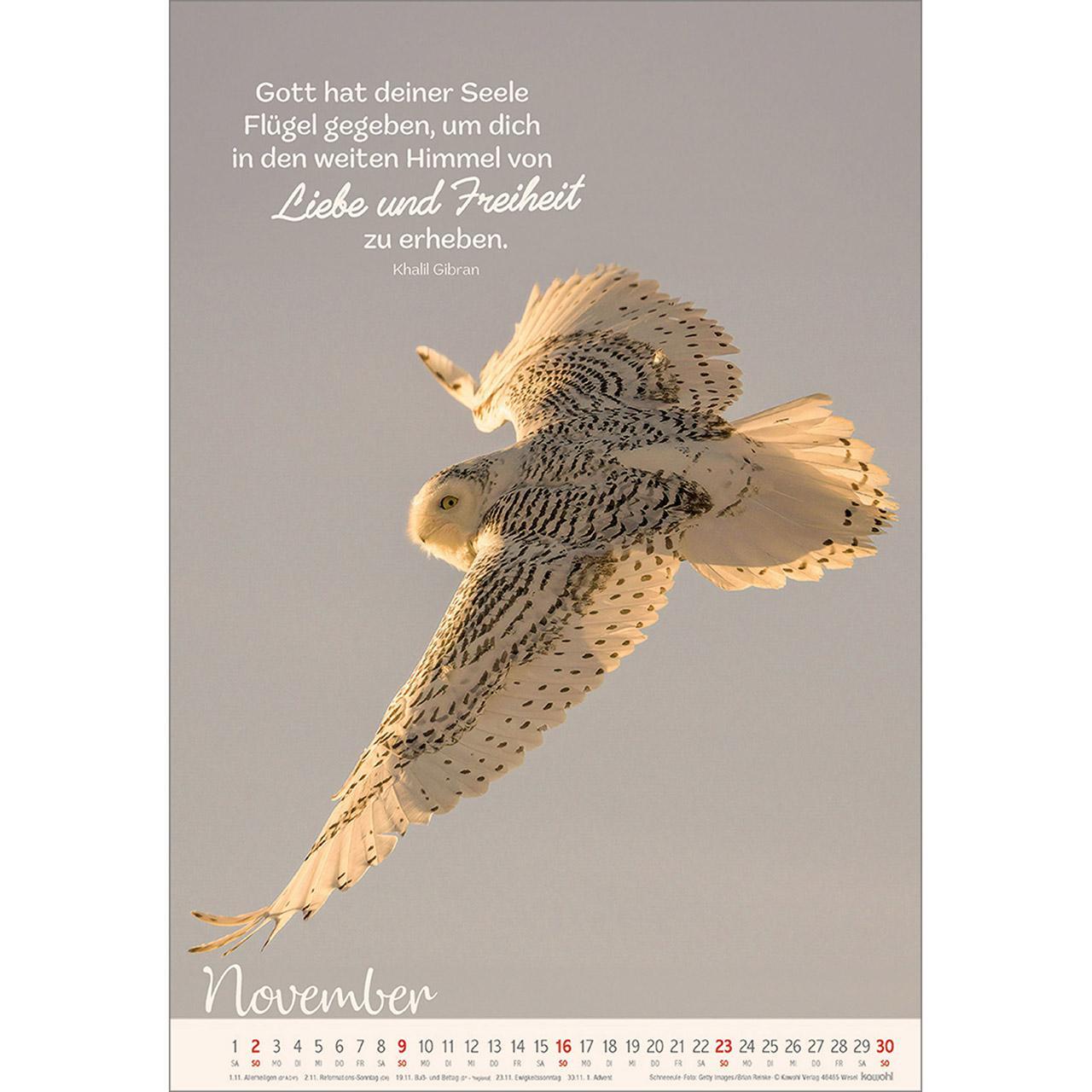 Bild: 9783754804254 | Beflügelt und getragen 2025 | Vögel | Kalender | Spiralbindung | 14 S.