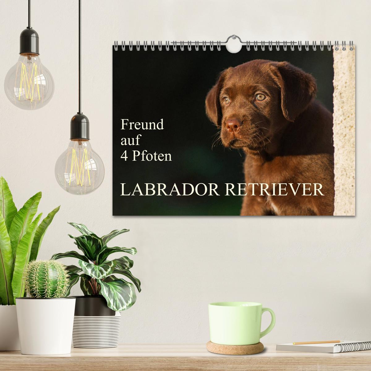 Bild: 9783435313037 | Freund auf 4 Pfoten - Labrador Retriever (Wandkalender 2025 DIN A4...