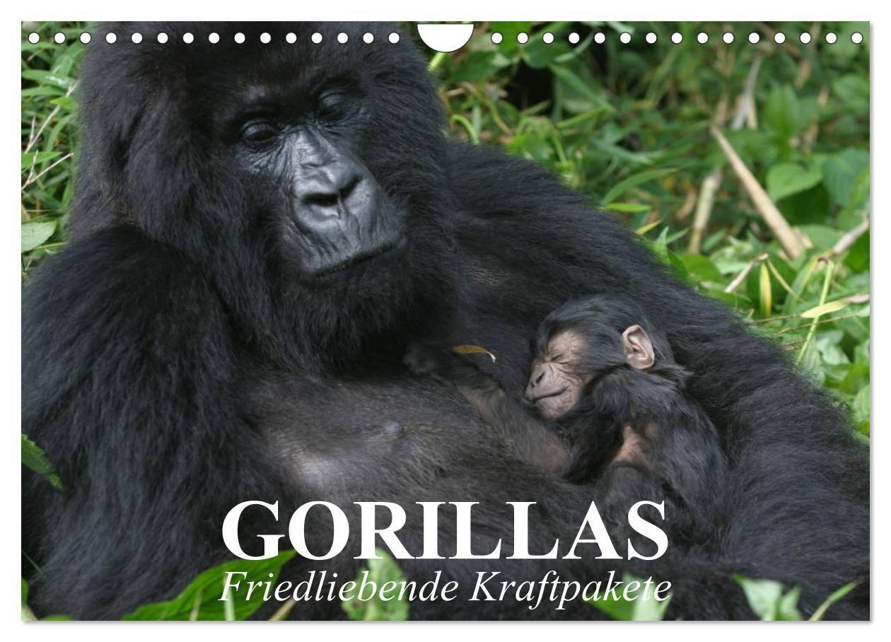 Cover: 9783383389276 | Gorillas. Friedliebende Kraftpakete (Wandkalender 2024 DIN A4...