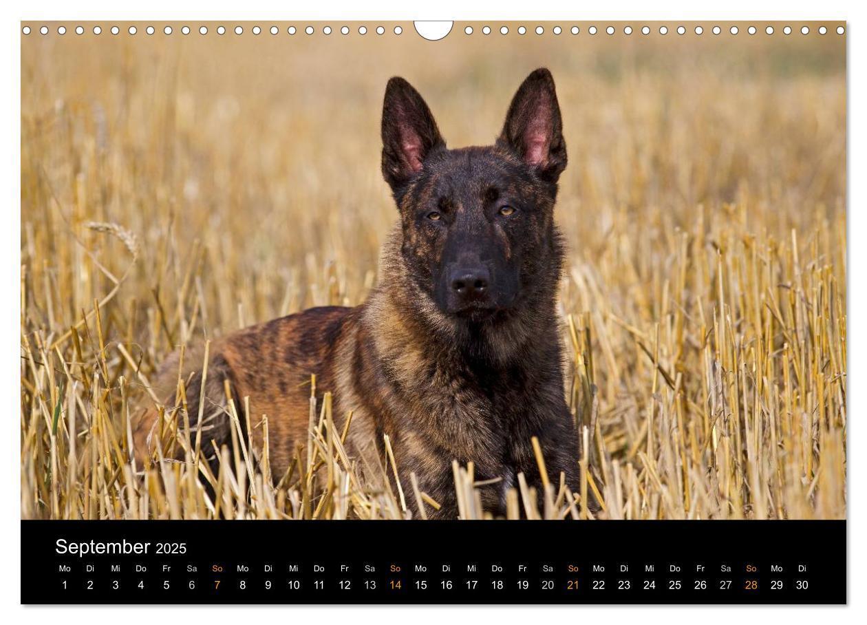 Bild: 9783435687244 | Holländischer Schäferhund (Wandkalender 2025 DIN A3 quer), CALVENDO...