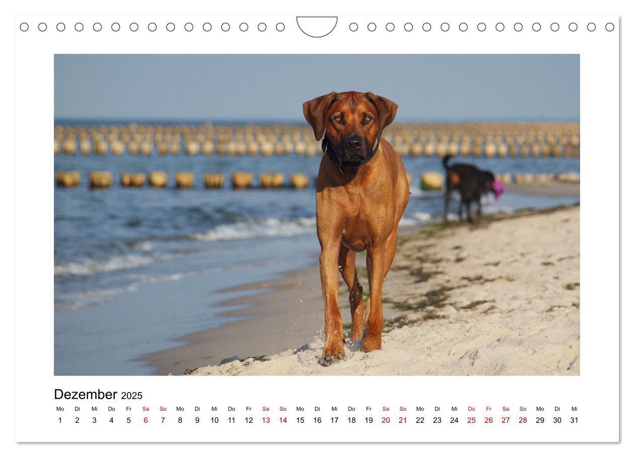 Bild: 9783383988028 | Rhodesian Ridgeback - Charmanter Dickkopf aus Afrika (Wandkalender...