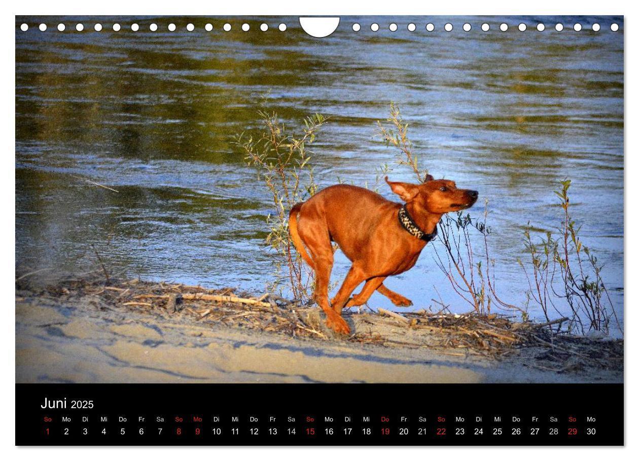 Bild: 9783435643738 | Deutscher Pinscher (Wandkalender 2025 DIN A4 quer), CALVENDO...