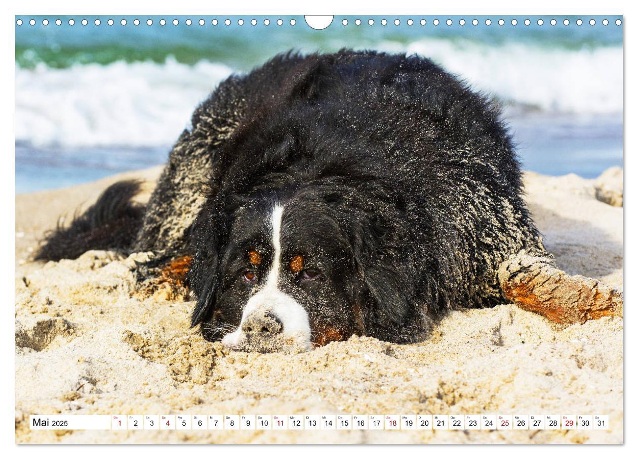 Bild: 9783435380800 | Faszinierende Schönheit Berner Sennenhund (Wandkalender 2025 DIN A3...