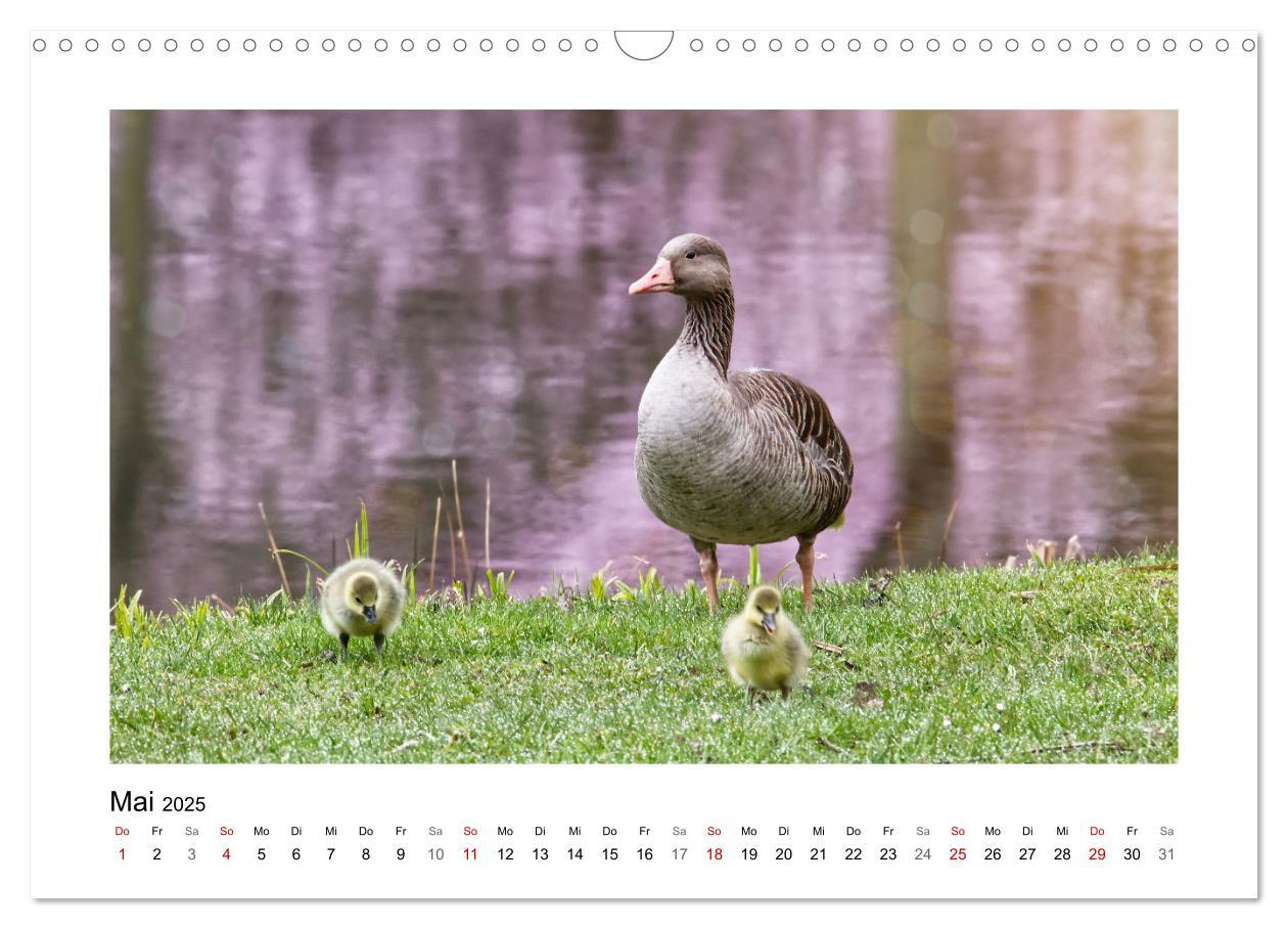 Bild: 9783383977046 | Gänse, geselliges Federvieh (Wandkalender 2025 DIN A3 quer),...