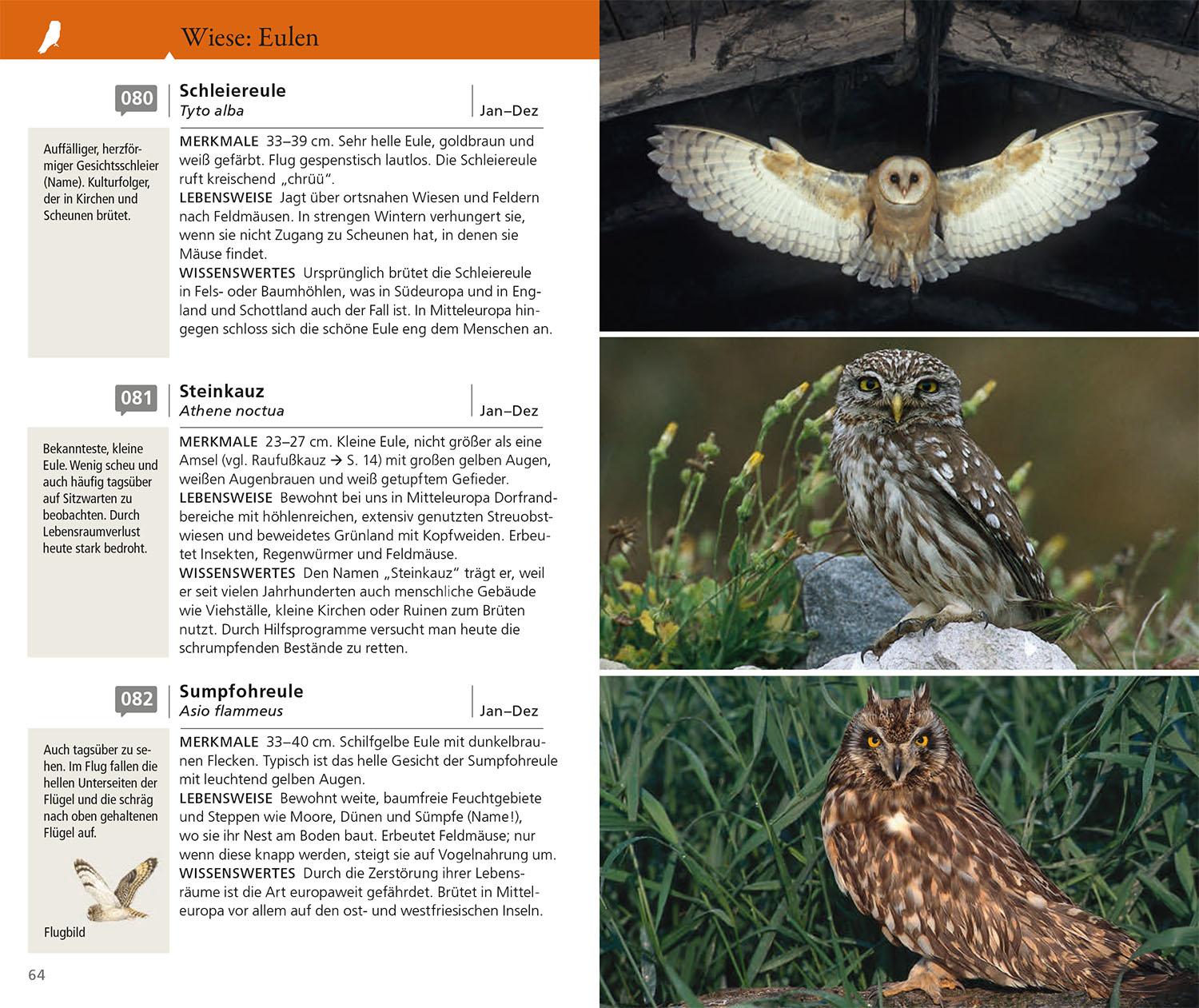 Bild: 9783440181188 | Kosmos Vogelführer für unterwegs | Katrin Hecker (u. a.) | Taschenbuch