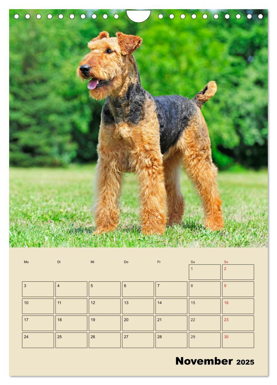 Bild: 9783435960866 | Airedale Terrier - Temperament auf 4 Pfoten (Wandkalender 2025 DIN...