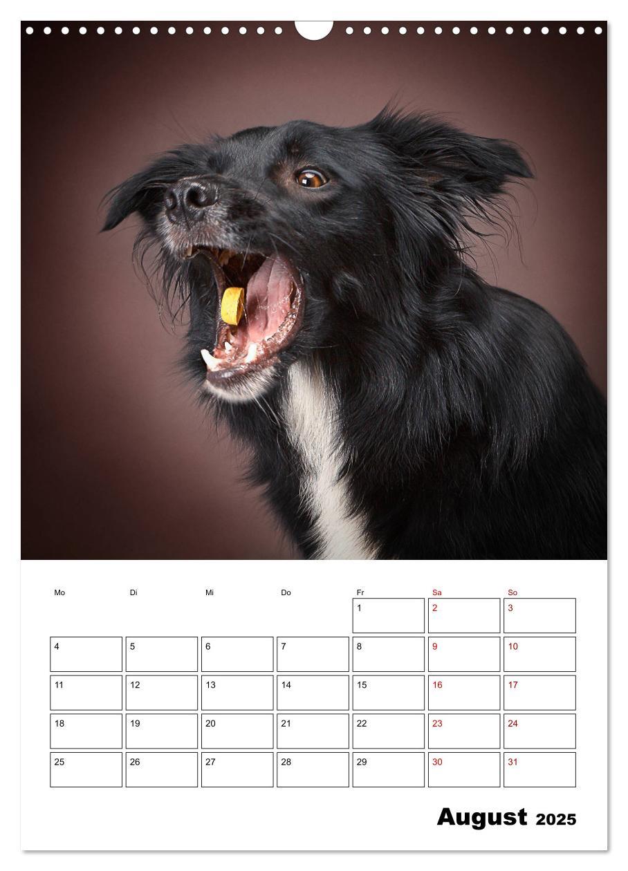 Bild: 9783435981458 | Fang das Leckerli (Wandkalender 2025 DIN A3 hoch), CALVENDO...