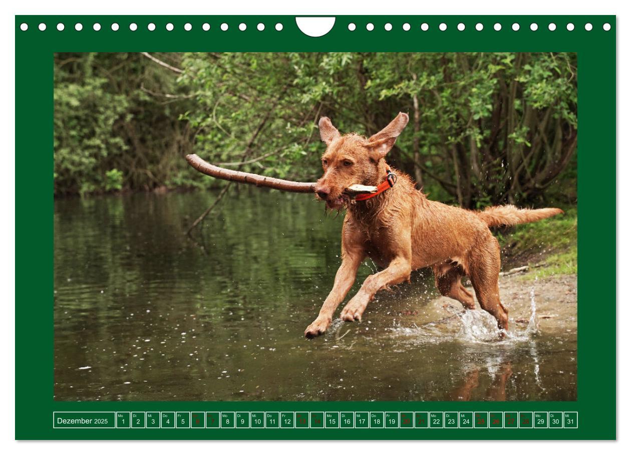 Bild: 9783383962295 | Faszination Magyar Vizsla am See (Wandkalender 2025 DIN A4 quer),...