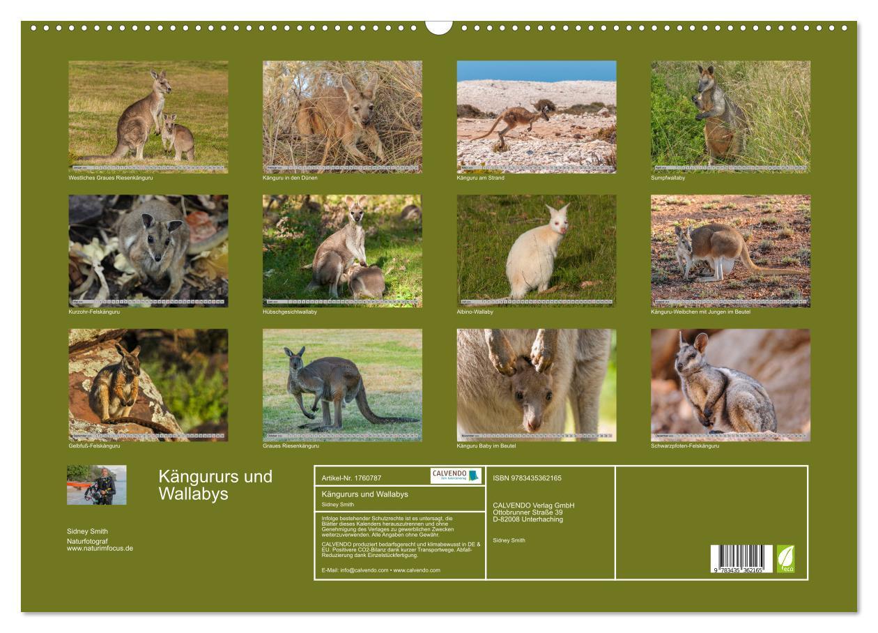 Bild: 9783435362165 | Kängururs und Wallabys (Wandkalender 2025 DIN A2 quer), CALVENDO...