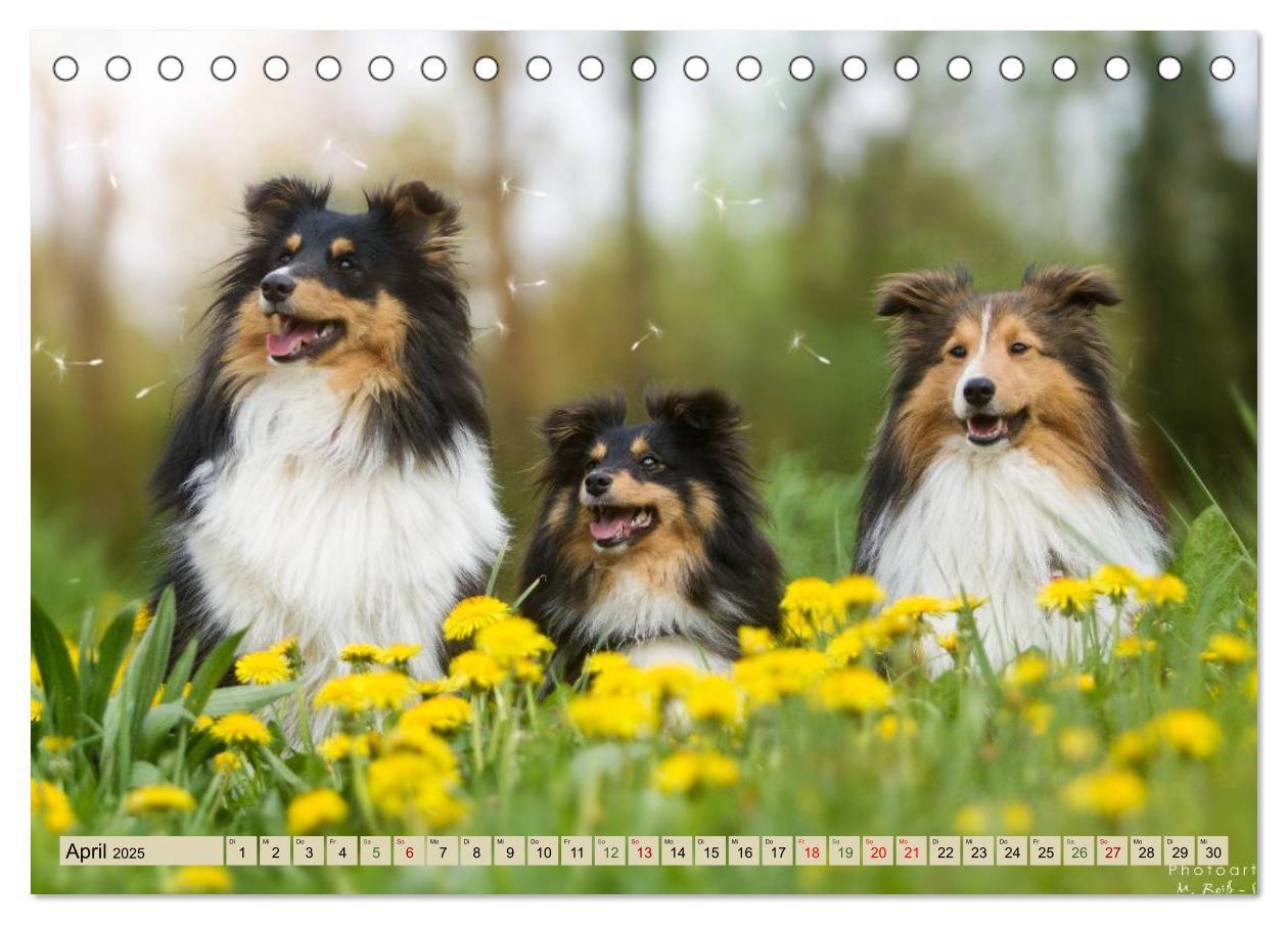 Bild: 9783435422678 | SHELTIES Liebe auf 4 Pfoten (Tischkalender 2025 DIN A5 quer),...