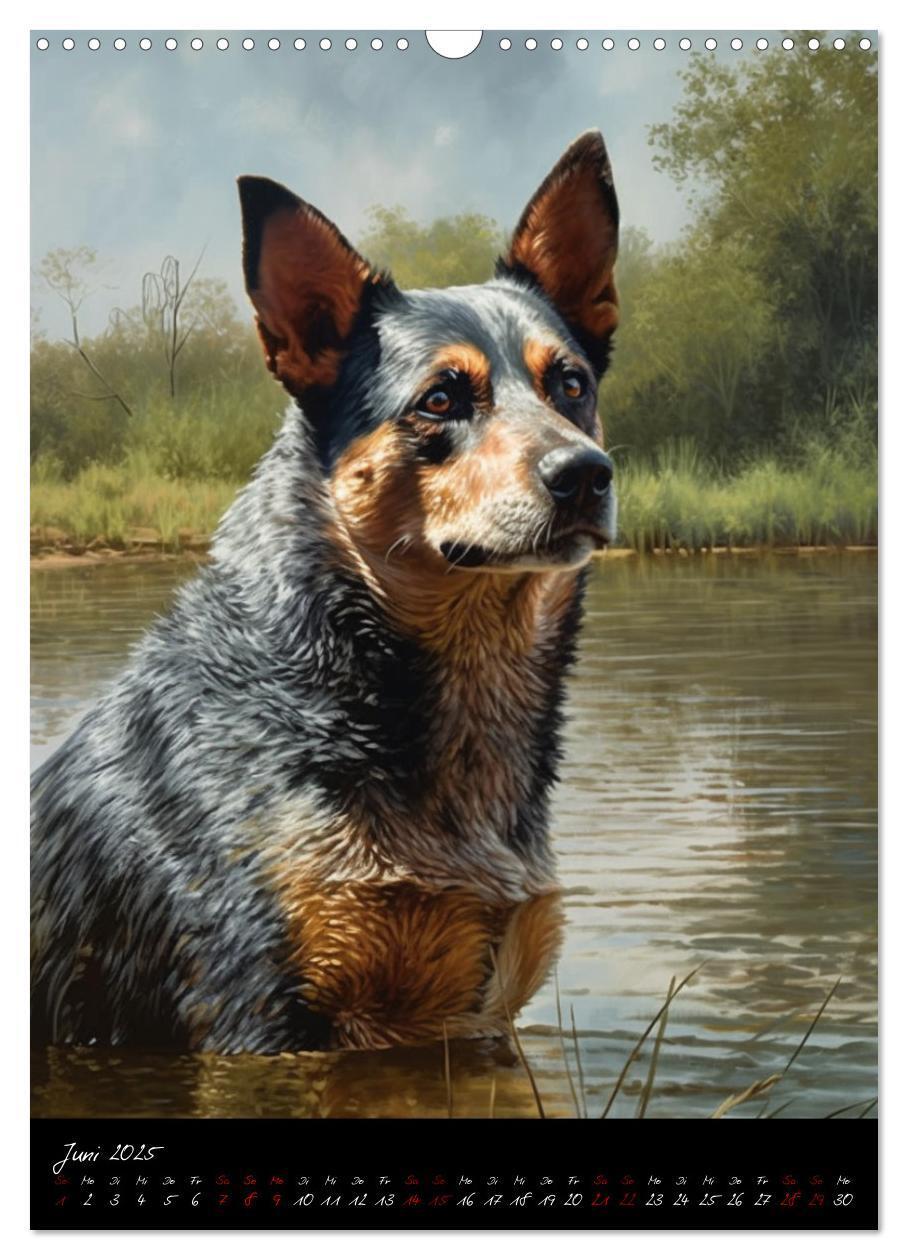 Bild: 9783435877072 | Australian Cattle Dogs (Wandkalender 2025 DIN A3 hoch), CALVENDO...