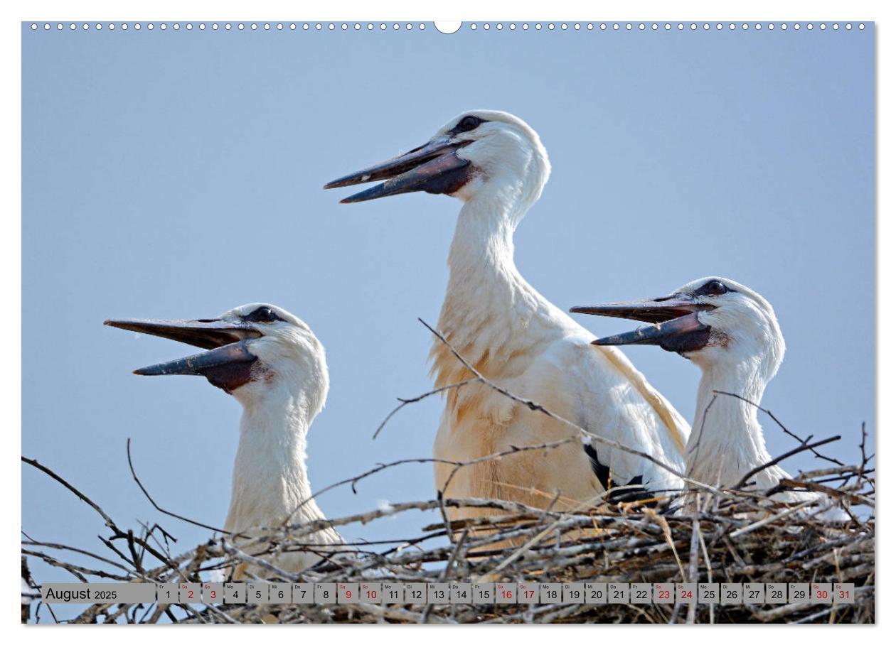 Bild: 9783435144945 | Zu Gast bei Familie Storch (Wandkalender 2025 DIN A2 quer),...