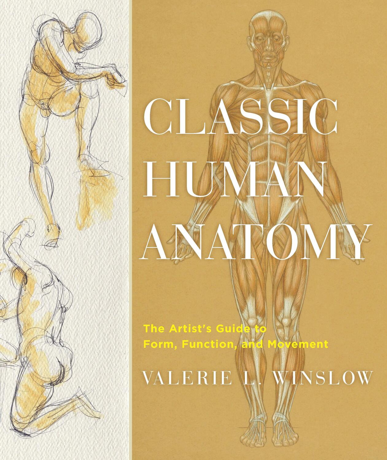 Cover: 9780823024155 | Classic Human Anatomy: The Artist's Guide to Form, Function, and...