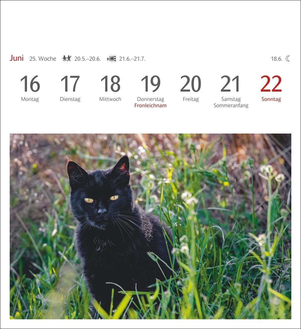 Bild: 9783840033490 | Katzen Postkartenkalender 2025 - Wochenkalender mit 53 Postkarten