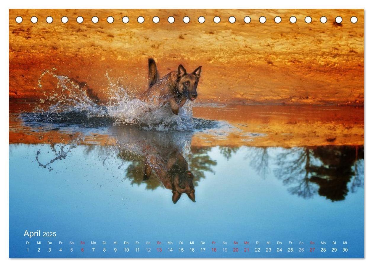 Bild: 9783435519262 | Malinois lieben Wasser (Tischkalender 2025 DIN A5 quer), CALVENDO...